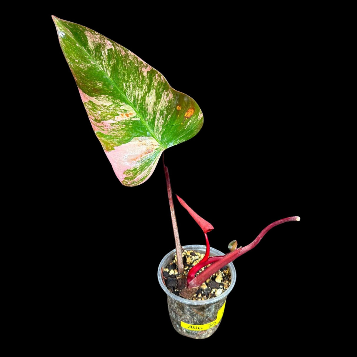 Variegated Philodendron Strawberry Shake in a Nursery Pot - RARE Collector Potted Plant - Pink Philodendron - SAME Plant as images-US seller