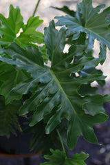 Philodendron Selloum plant in a 10” Pot