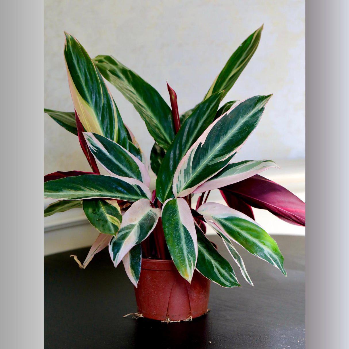 Stromanthe Triostar Plant in a 5" Nursery Pot - Live Indoor Prayer Plant - Pink Leaves Gift Houseplant - Purple Office Plant
