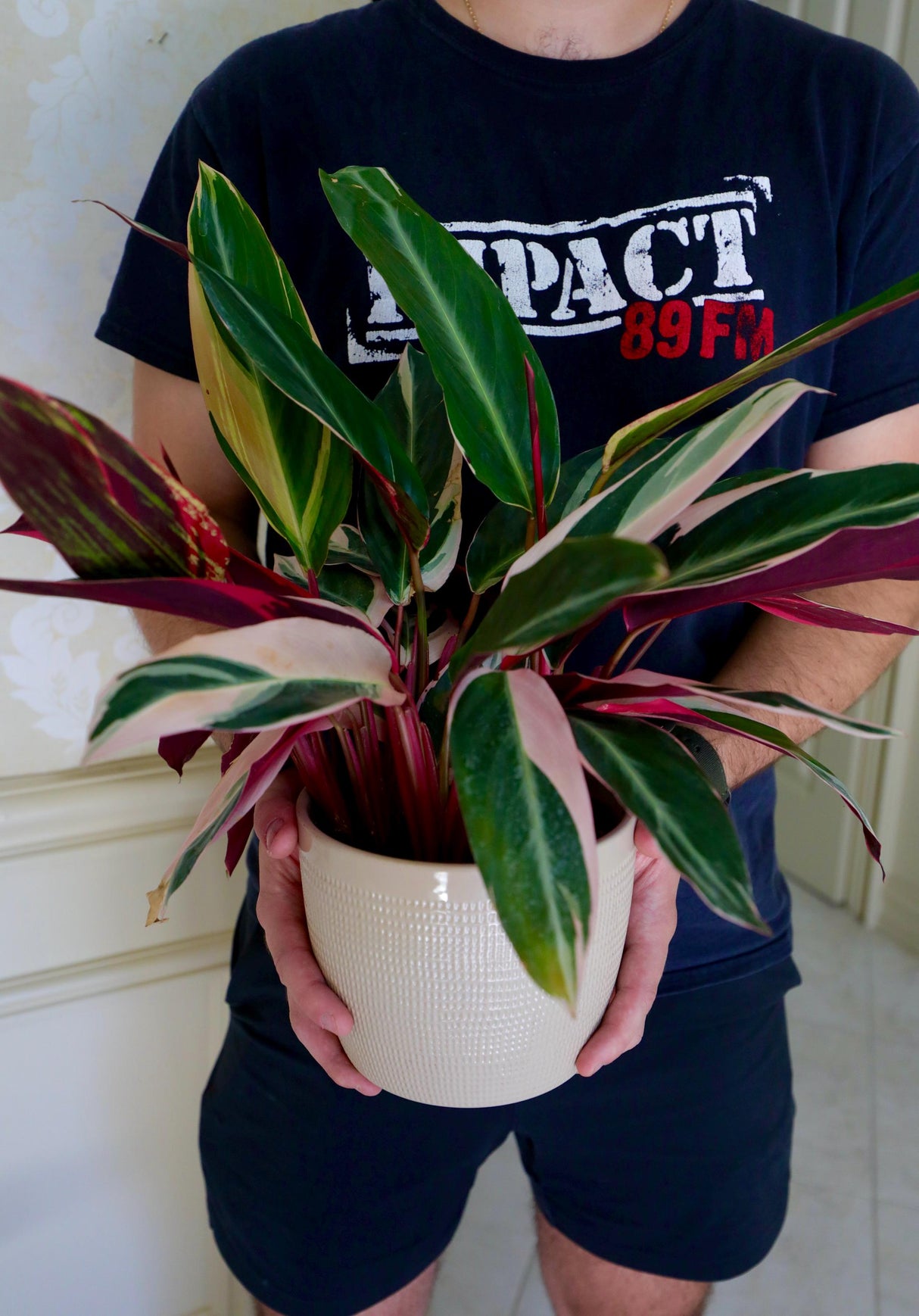 Stromanthe Triostar Plant in a 5" Nursery Pot - Live Indoor Prayer Plant - Pink Leaves Gift Houseplant - Purple Office Plant