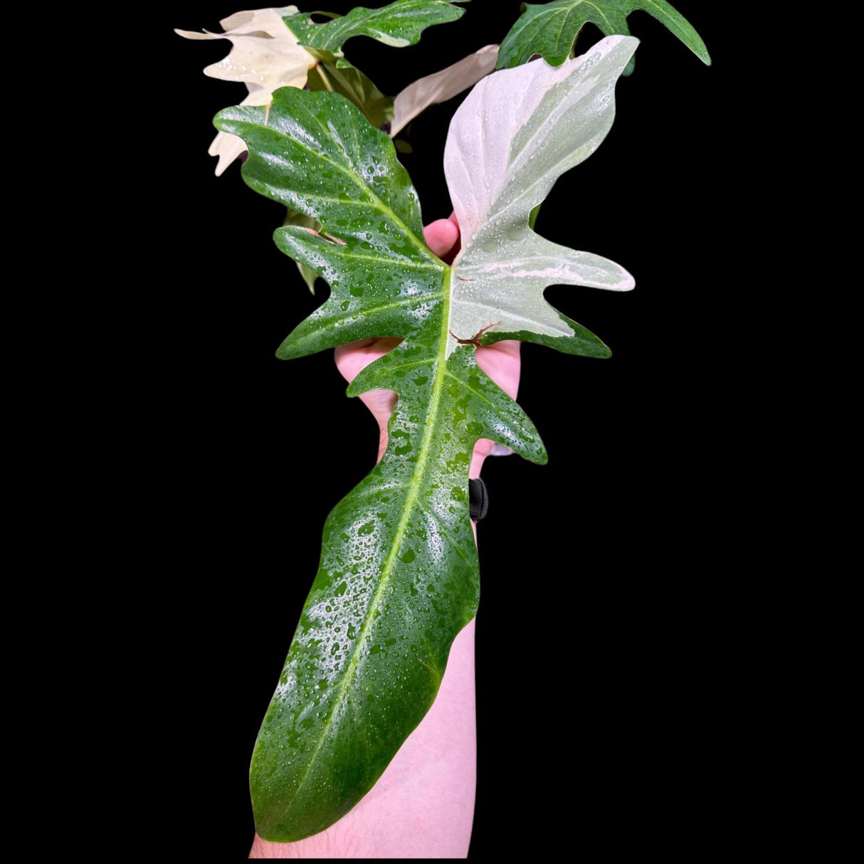 Philodendron Golden Dragon Variegated Plant in a Nursery Pot- Collector Rare Indoor Plants - EXACT SAME plant - USA Seller