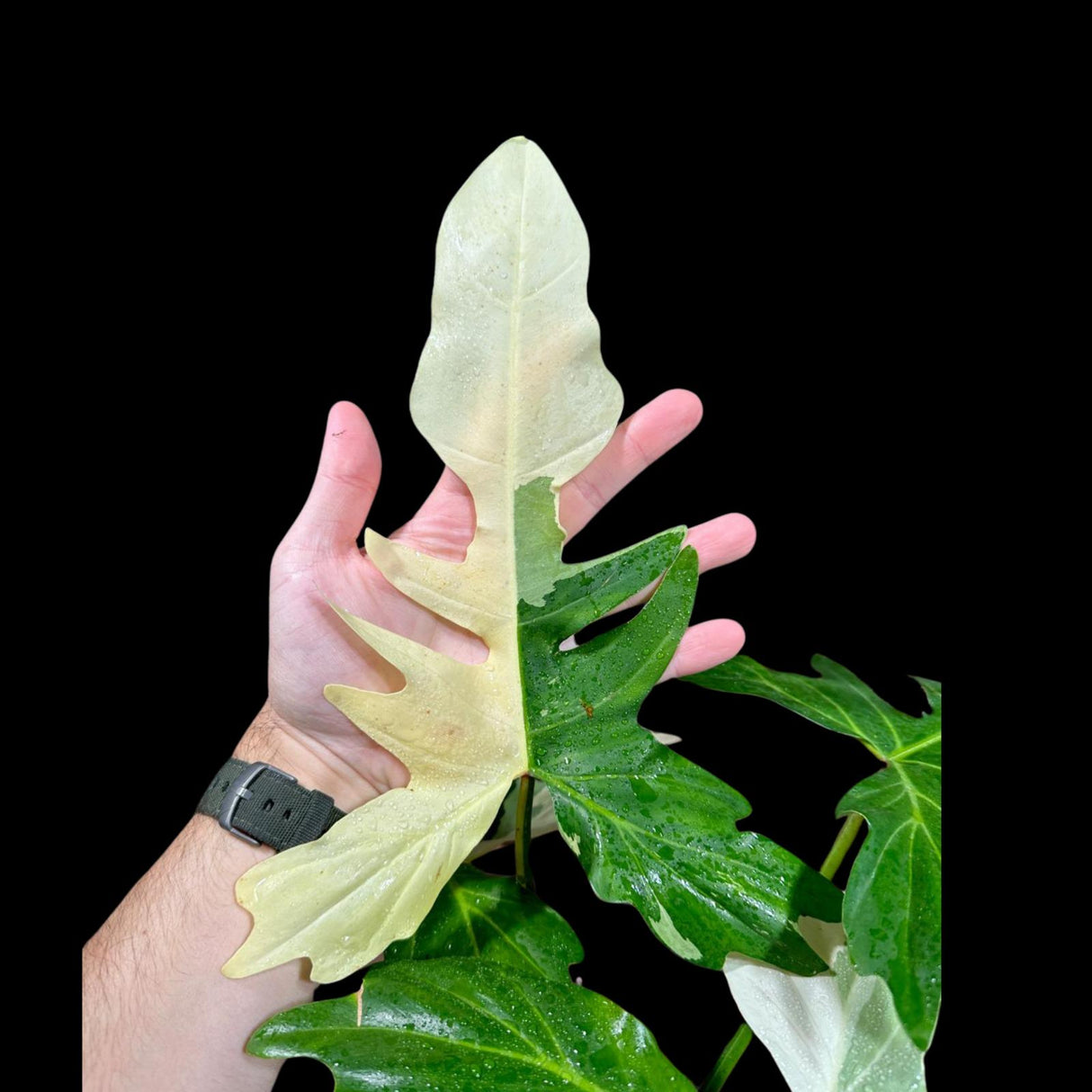 Philodendron Golden Dragon Variegated Plant in a Nursery Pot- Collector Rare Indoor Plants - EXACT SAME plant - USA Seller