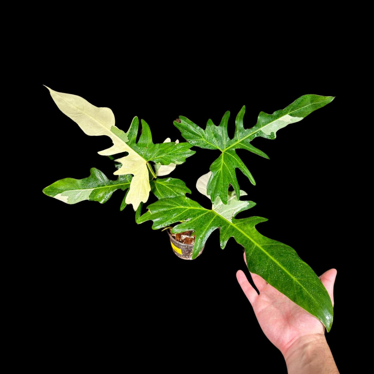 Philodendron Golden Dragon Variegated Plant in a Nursery Pot- Collector Rare Indoor Plants - EXACT SAME plant - USA Seller