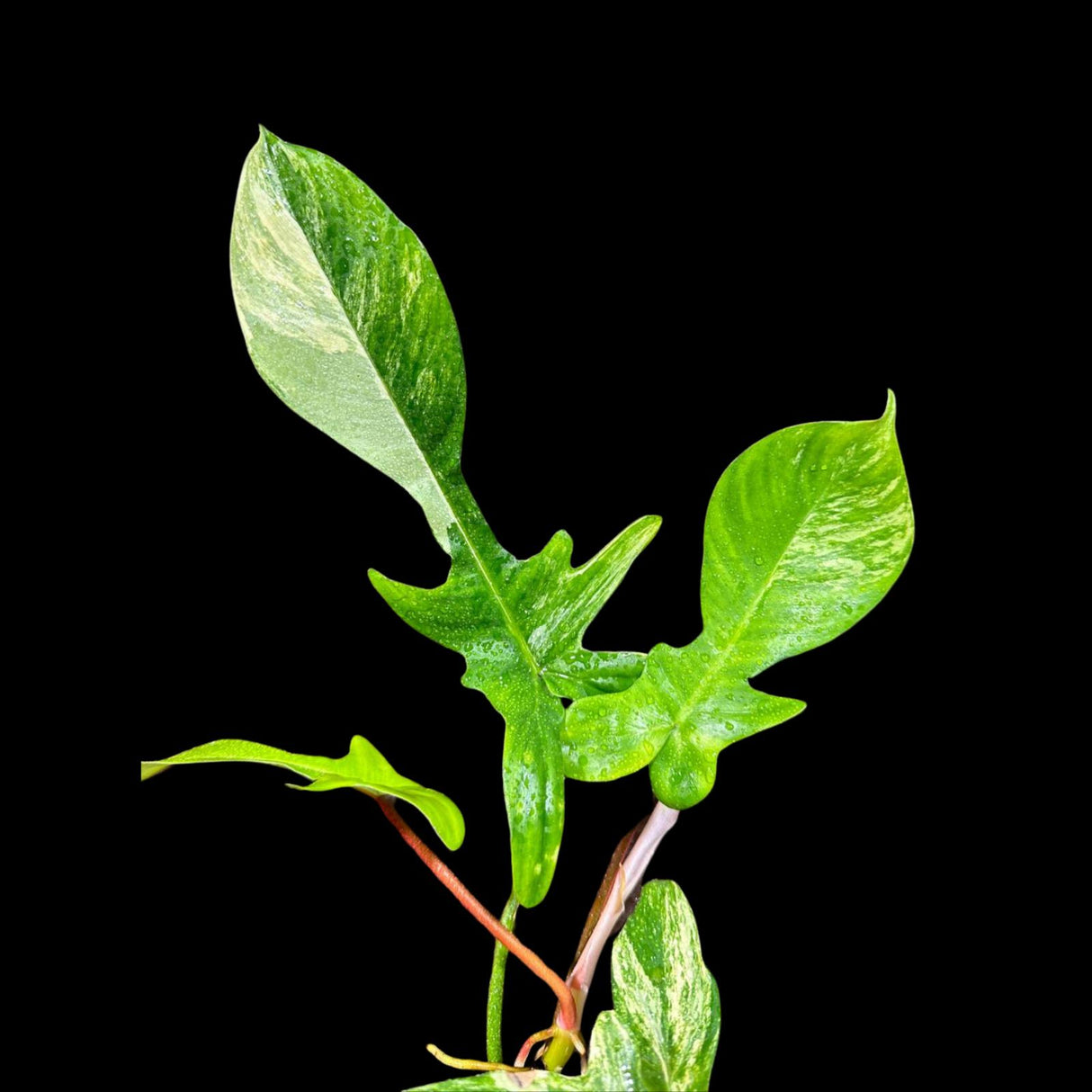 Variegated Philodendron Florida Beauty in a Nursery Pot - Extremely Rare Variegated Florida Beauty Live Indoor Plant - Rare Collector Plant