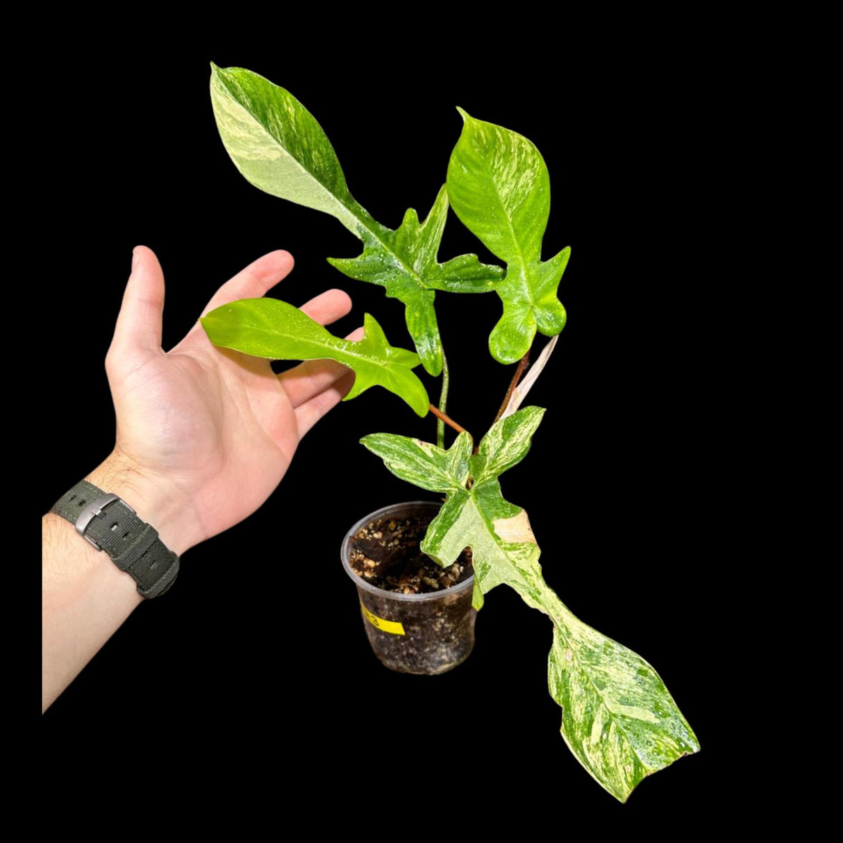Variegated Philodendron Florida Beauty in a Nursery Pot - Extremely Rare Variegated Florida Beauty Live Indoor Plant - Rare Collector Plant