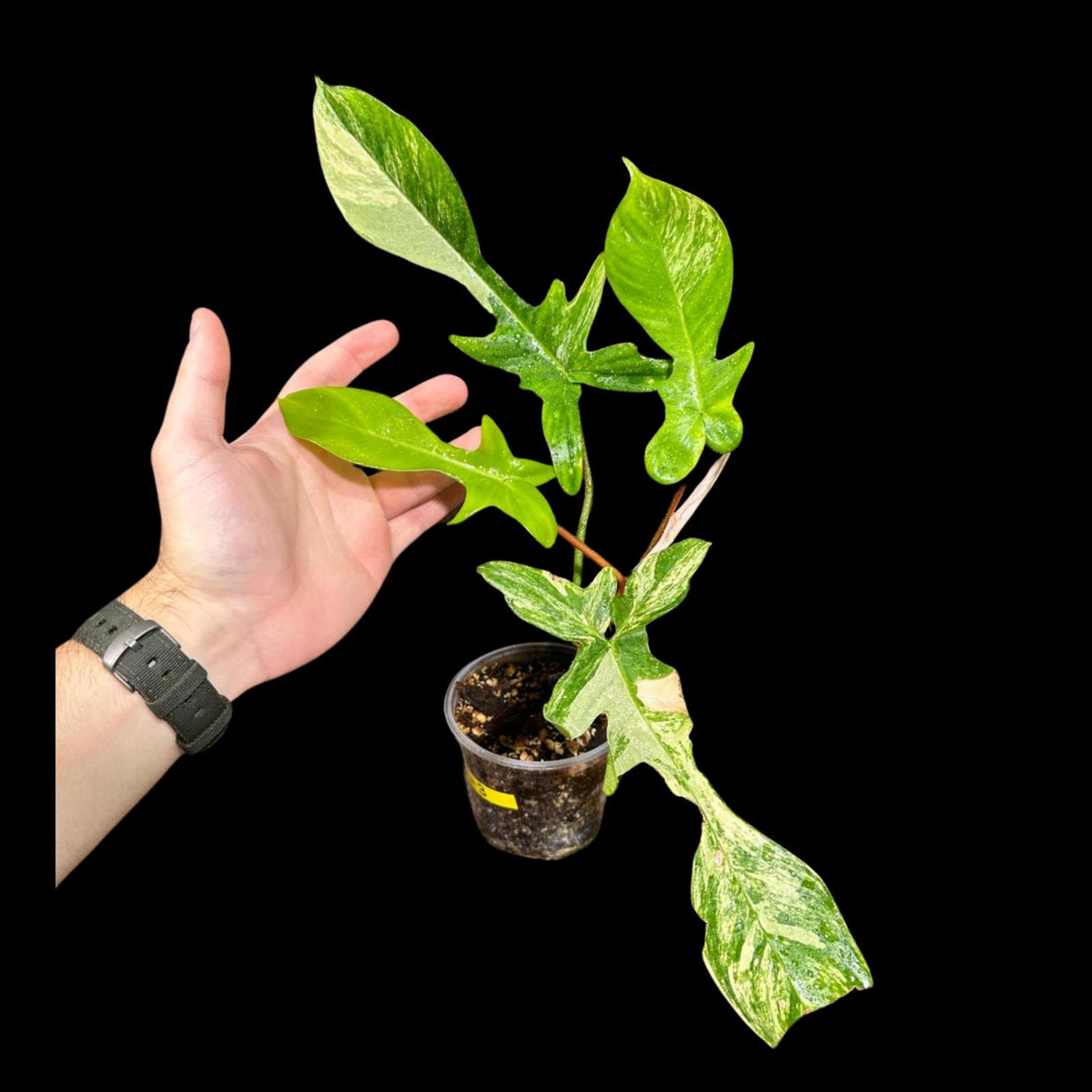 Variegated Philodendron Florida Beauty in a Nursery Pot - Extremely Rare Variegated Florida Beauty Live Indoor Plant - Rare Collector Plant