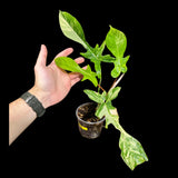 Variegated Philodendron Florida Beauty in a Nursery Pot - Extremely Rare Variegated Florida Beauty Live Indoor Plant - Rare Collector Plant