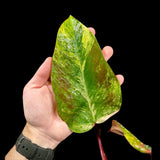 Variegated Philodendron Strawberry Shake in a Nursery Pot - Strawberry Shake RARE Collector Potted Plant - SAME Plant as images