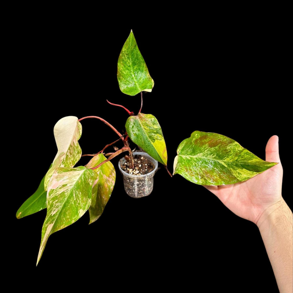 Variegated Philodendron Strawberry Shake in a Nursery Pot - Strawberry Shake RARE Collector Potted Plant - SAME Plant as images