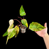 Variegated Philodendron Strawberry Shake in a Nursery Pot - Strawberry Shake RARE Collector Potted Plant - SAME Plant as images