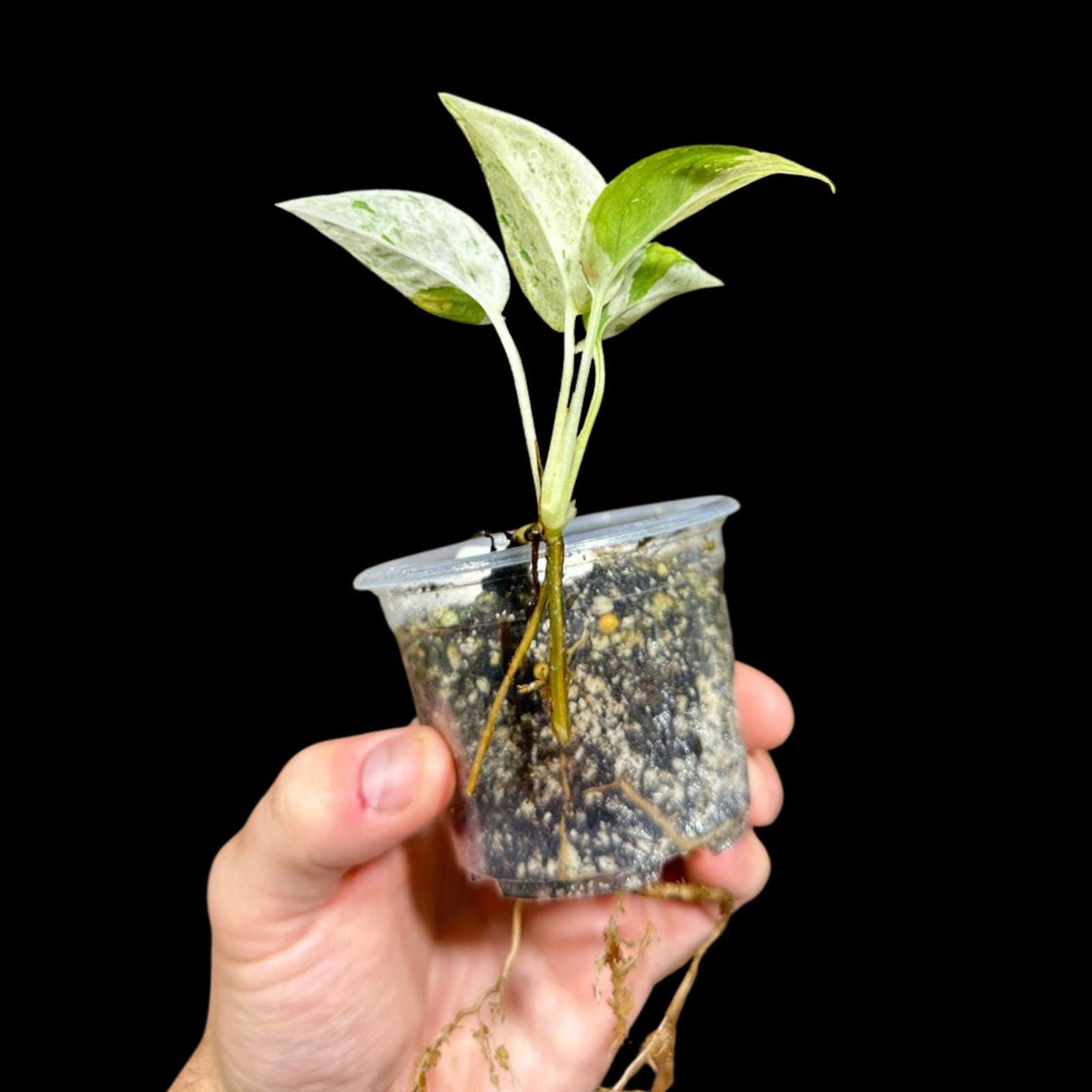 RARE Epipremnum pinnatum marble Variegated Plant in a Nursery Pot - Variegated Plant - Indoor Plant SAME Pot as picture -US Seller