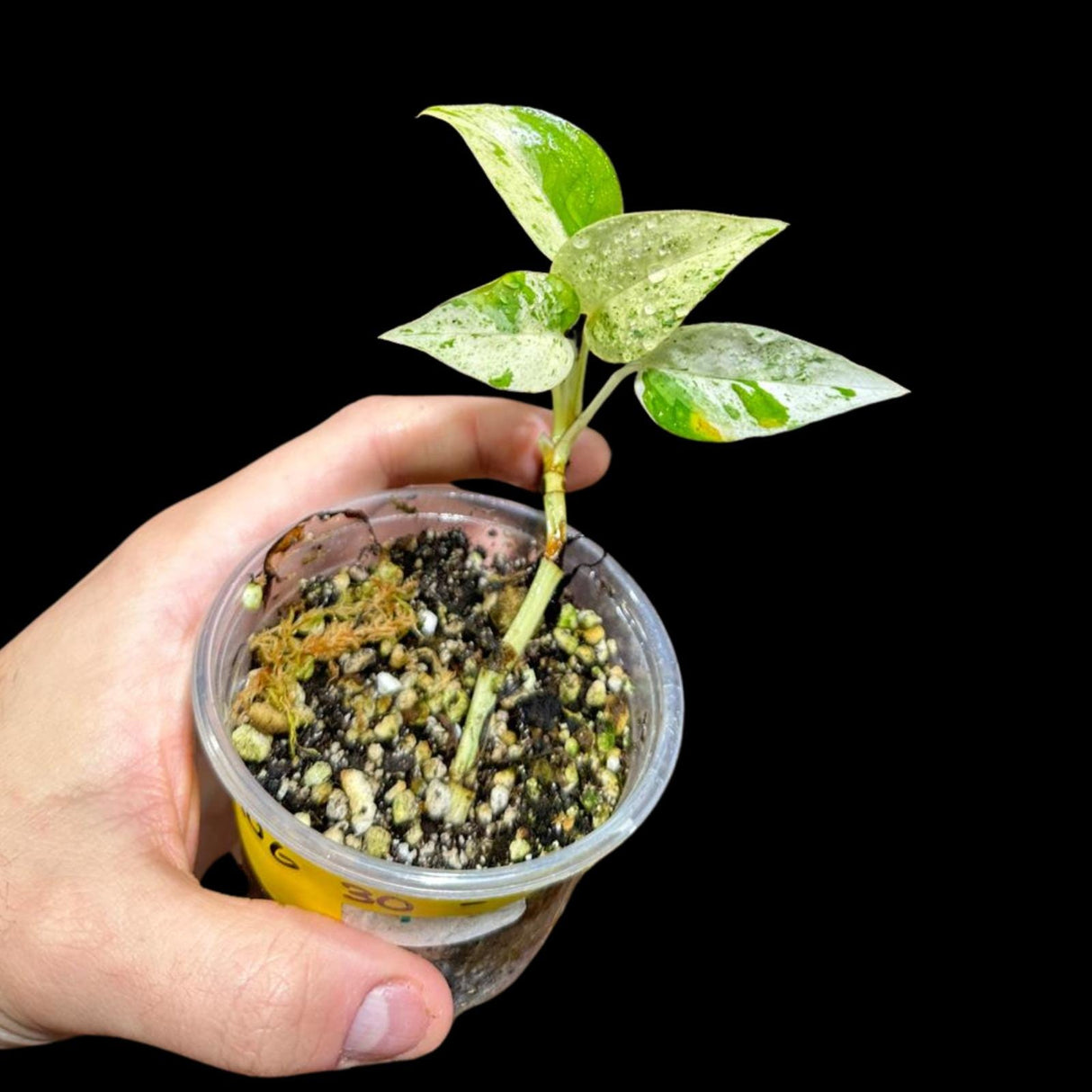 RARE Epipremnum pinnatum marble Variegated Plant in a Nursery Pot - Variegated Plant - Indoor Plant SAME Pot as picture -US Seller