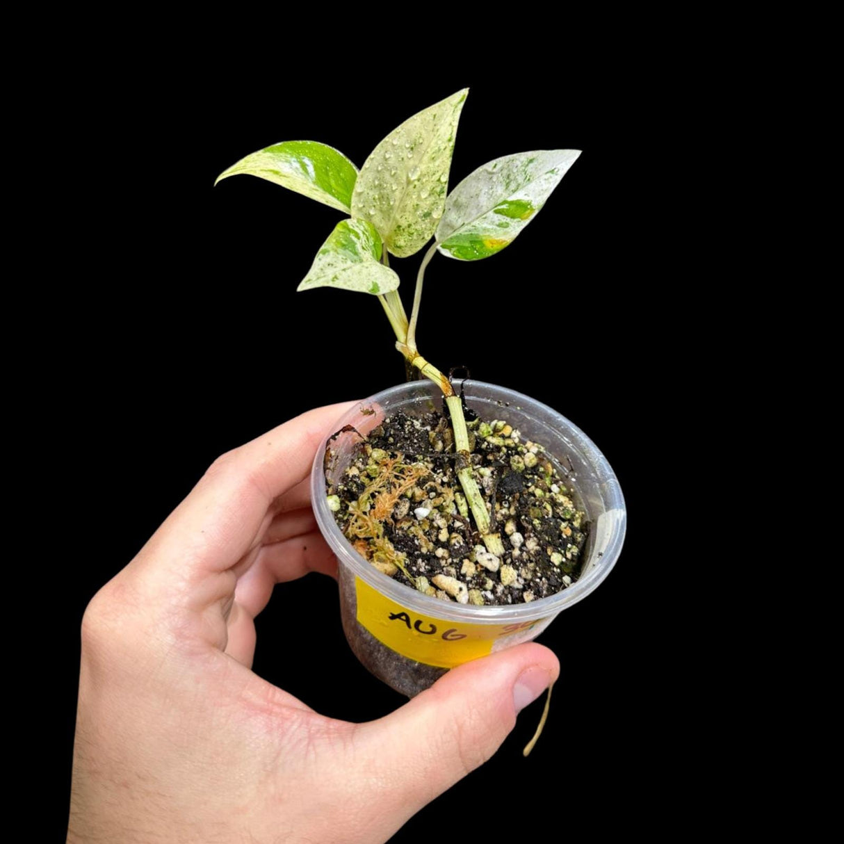 RARE Epipremnum pinnatum marble Variegated Plant in a Nursery Pot - Variegated Plant - Indoor Plant SAME Pot as picture -US Seller