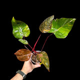 RARE Philodendron Orange Princess in a Nursery Pot - Orange Princess Marble Philodendron Live Plant - Same Potted Plant - US Seller