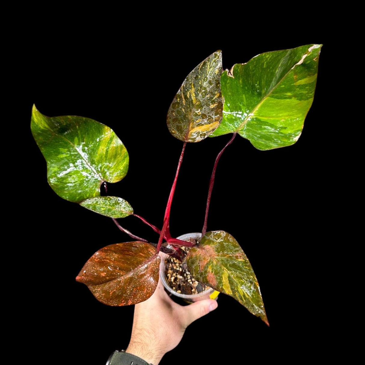 RARE Philodendron Orange Princess in a Nursery Pot - Orange Princess Marble Philodendron Live Plant - Same Potted Plant - US Seller