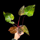 RARE Philodendron Orange Princess in a Nursery Pot - Orange Princess Marble Philodendron Live Plant - Same Potted Plant - US Seller