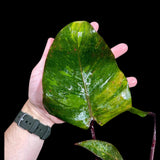 RARE Philodendron Orange Princess in a Nursery Pot - Orange Princess Marble Philodendron Live Plant - Same Potted Plant - US Seller