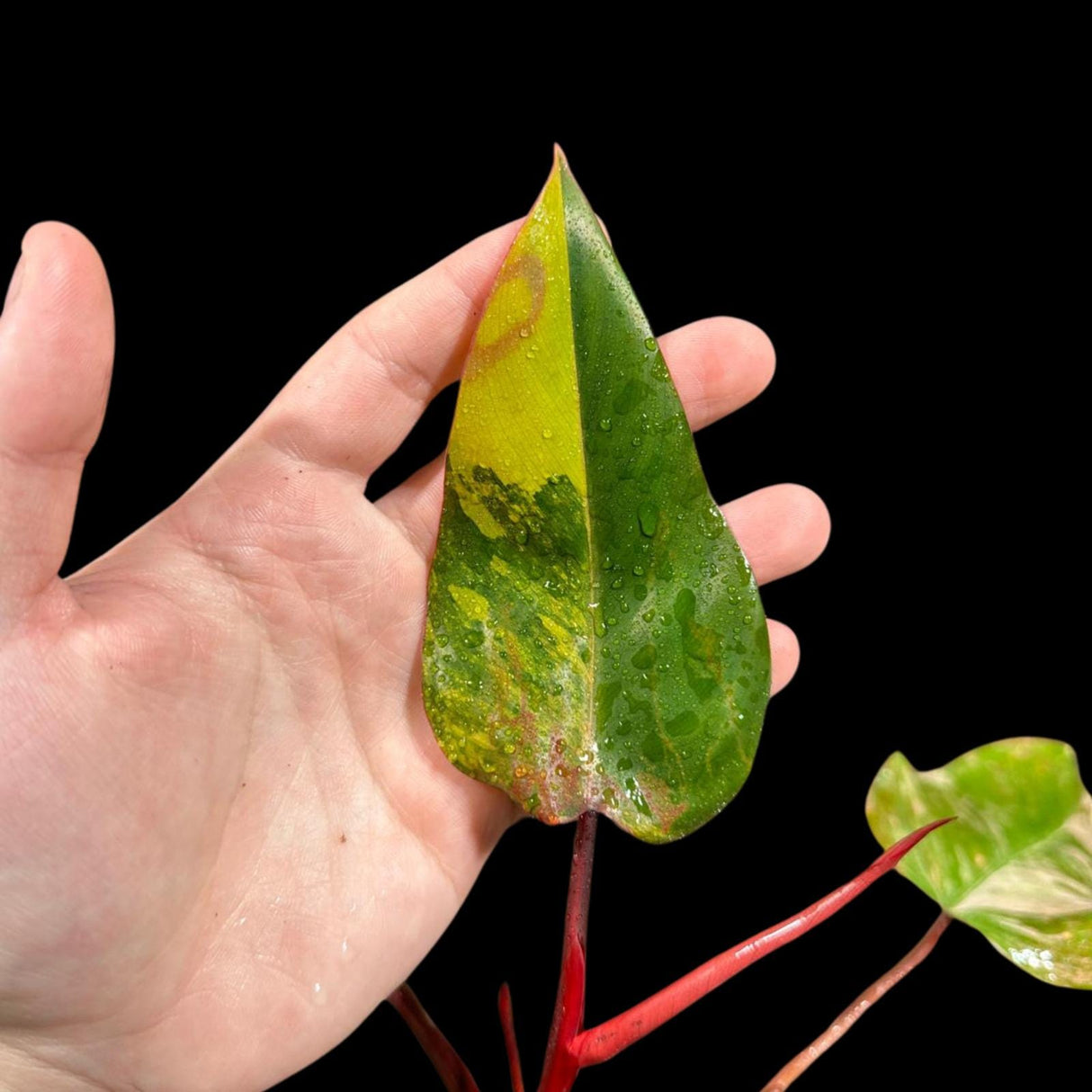Variegated Philodendron Strawberry Shake in a Nursery Pot - Strawberry Shake RARE Collector Potted Plant - SAME Plant as images