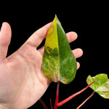 Variegated Philodendron Strawberry Shake in a Nursery Pot - Strawberry Shake RARE Collector Potted Plant - SAME Plant as images