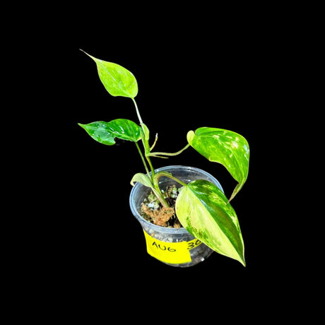 Rare Variegated Philodendron Mican Aurea in a Nursery Pot - Variegated Mican Potted Plant - US SELLER - Potted Plant