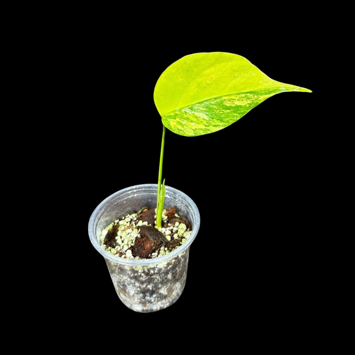 Monstera Aurea Variegated Borsigiana in a Nursery Pot - Monstera Aurea Single Leaf Plant - Monstera Marmota