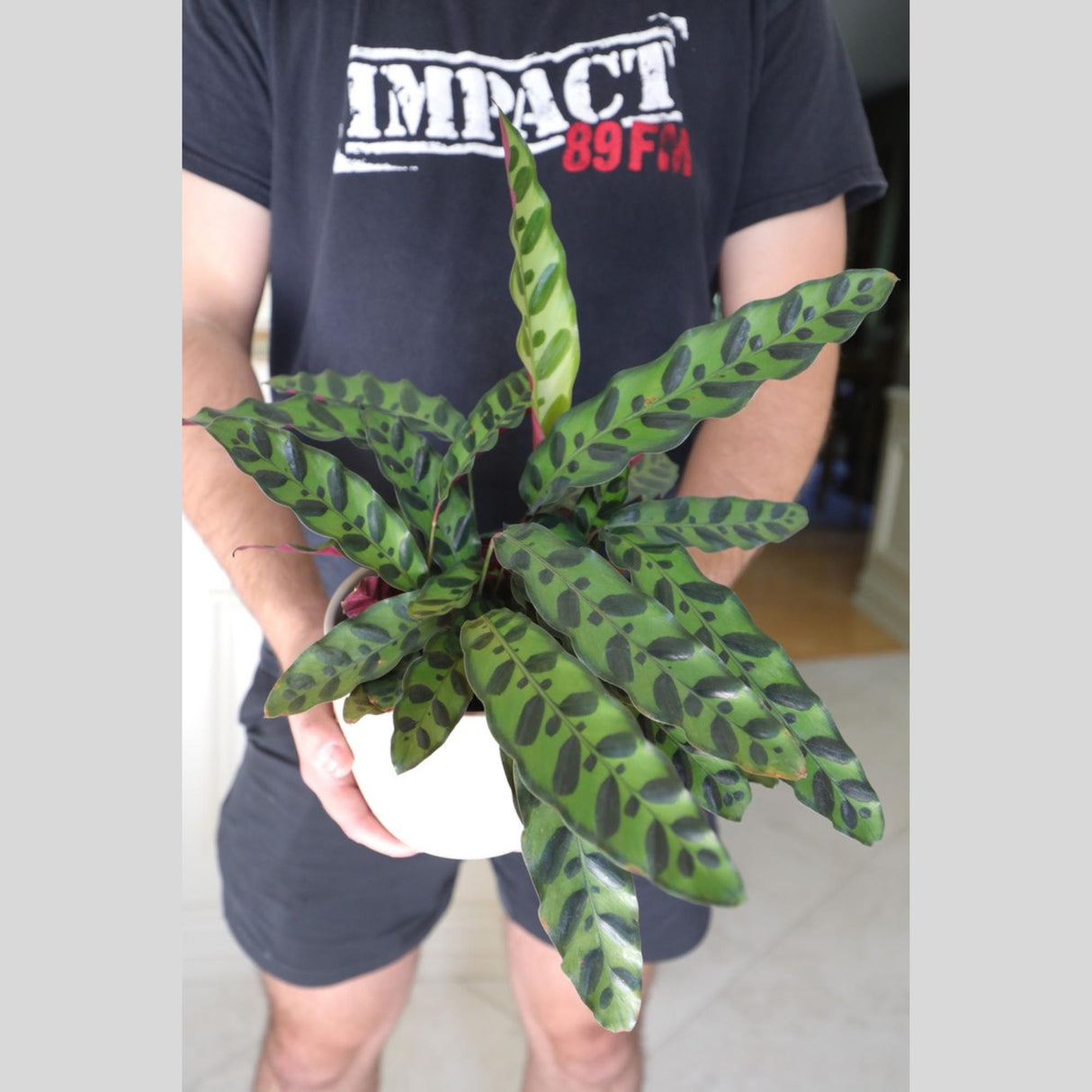 Rare Calathea Lancifolia in 5" Nursery Pot - Air purifier plant - Rare Houseplant - Rattlesnake Plant - Gift Houseplant
