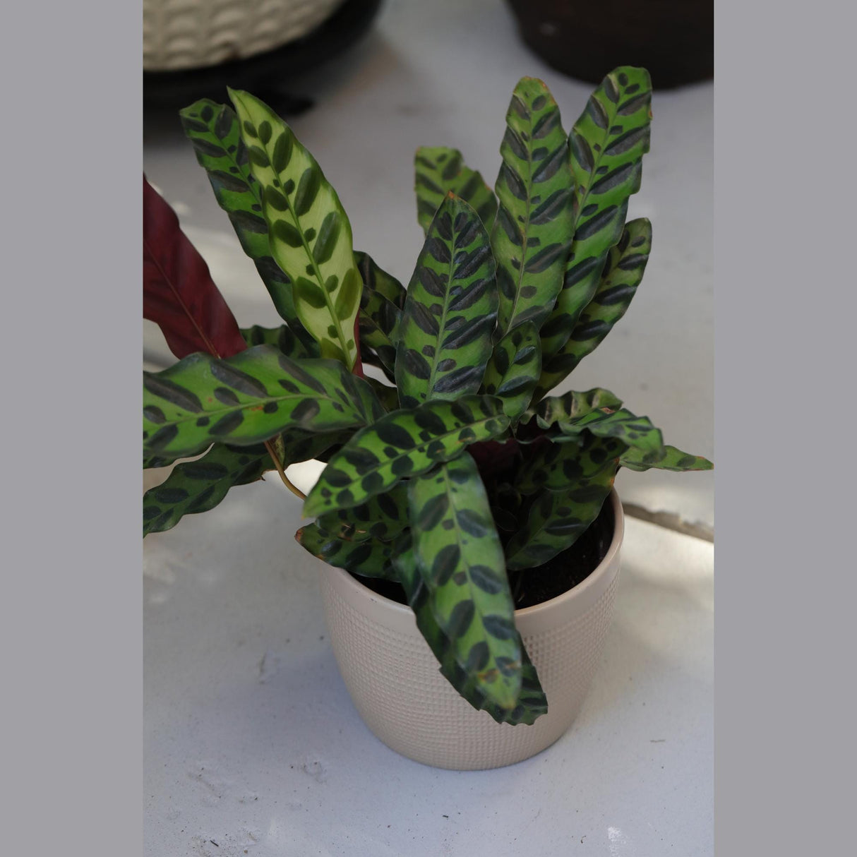 Rare Calathea Lancifolia in 5" Nursery Pot - Air purifier plant - Rare Houseplant - Rattlesnake Plant - Gift Houseplant