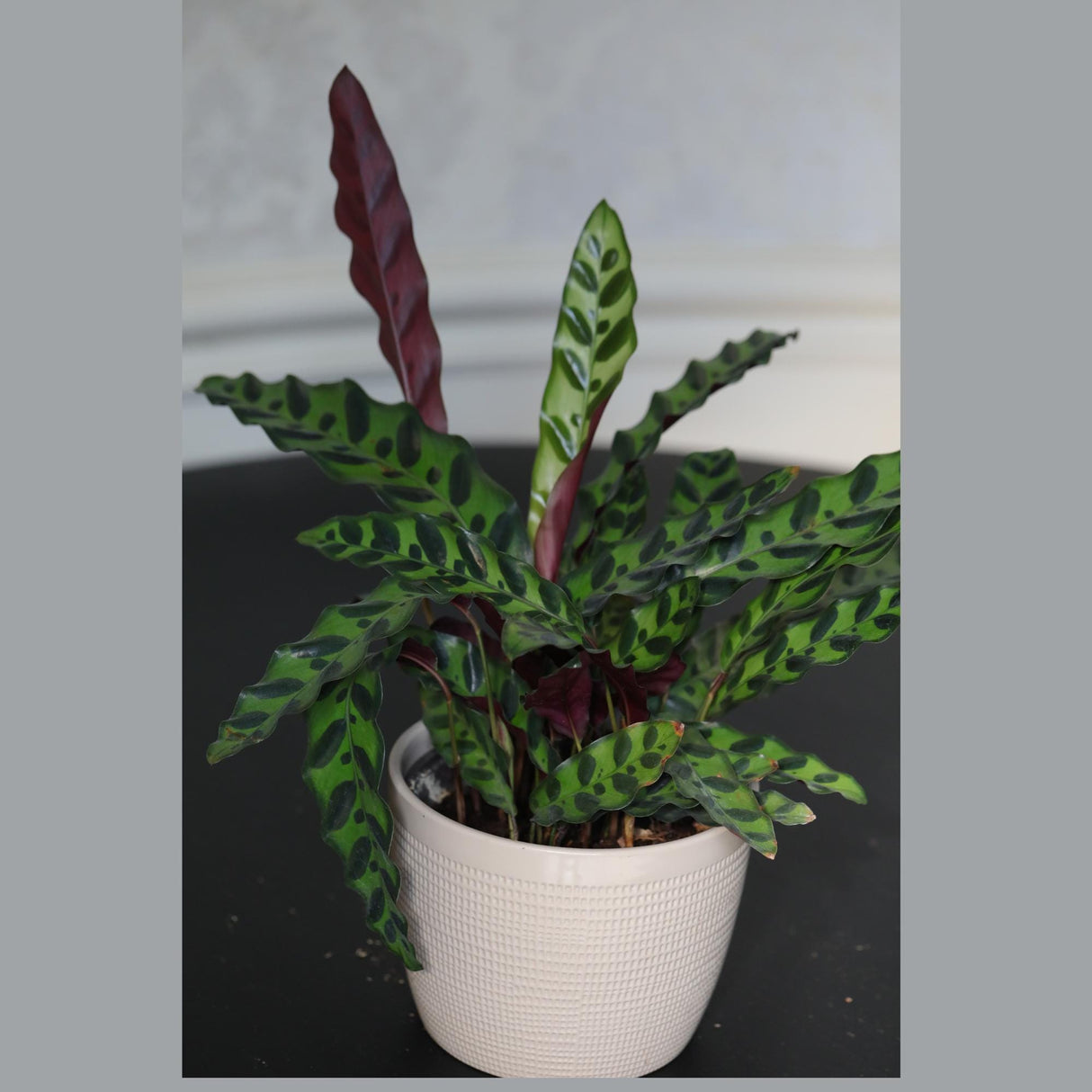Rare Calathea Lancifolia in 5" Nursery Pot - Air purifier plant - Rare Houseplant - Rattlesnake Plant - Gift Houseplant