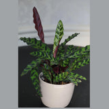Rare Calathea Lancifolia in 5" Nursery Pot - Air purifier plant - Rare Houseplant - Rattlesnake Plant - Gift Houseplant