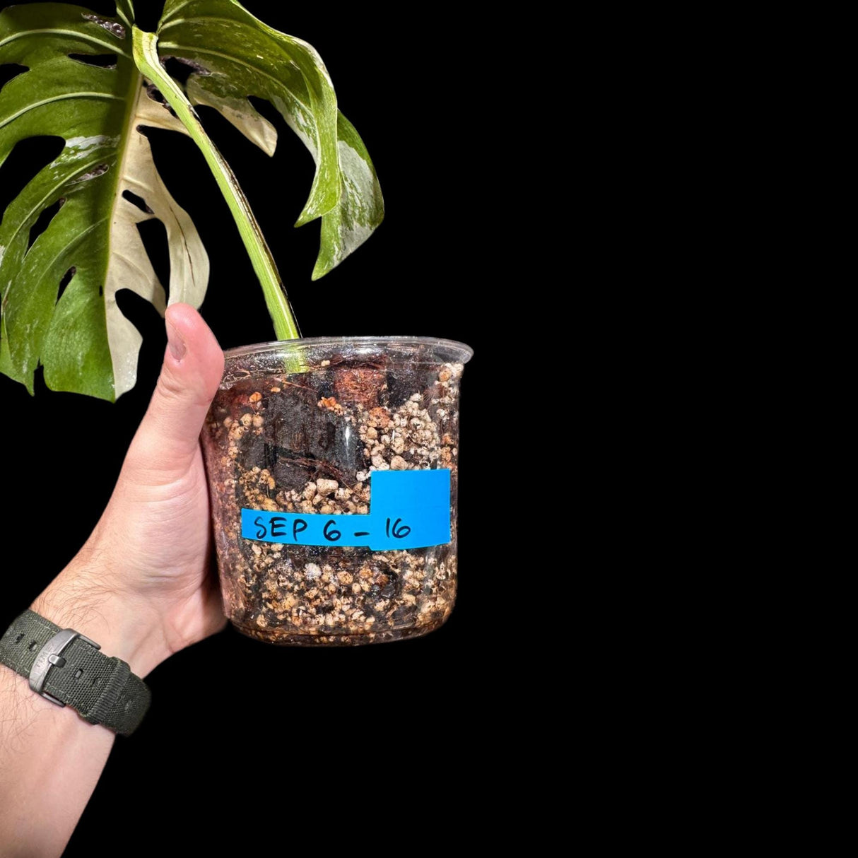 Variegated Monstera Albo Plant - Rare Indoor White Monstera Albo Borsigiana Plant - Albo Monstera - Rare Houseplant - Grower's Choice