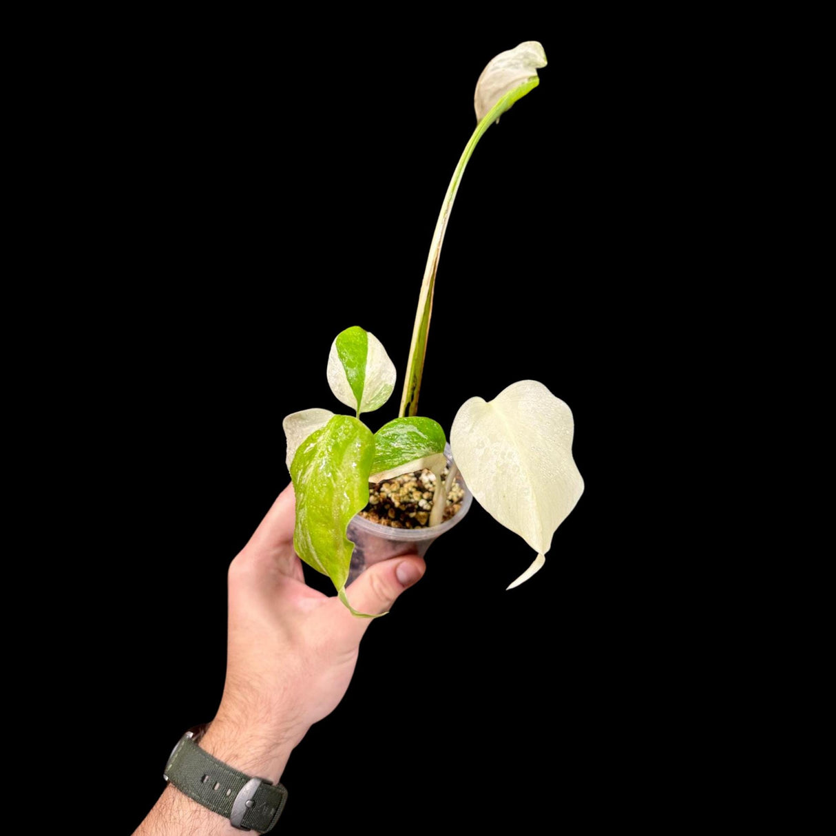 Variegated Monstera Albo Plant - Rare Indoor White Monstera Albo Borsigiana Plant - Albo Monstera - Rare Houseplant - Grower's Choice