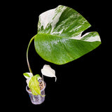 Variegated Monstera Albo Plant - Rare Indoor White Monstera Albo Borsigiana Plant - Albo Monstera - Rare Houseplant - Grower's Choice