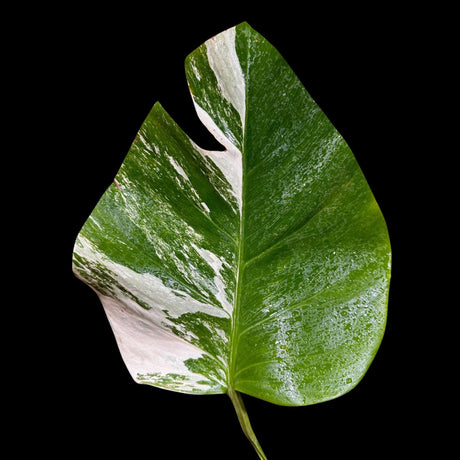 Variegated Monstera Albo Plant - Rare Indoor White Monstera Albo Borsigiana Plant - Albo Monstera - Rare Houseplant - Grower's Choice