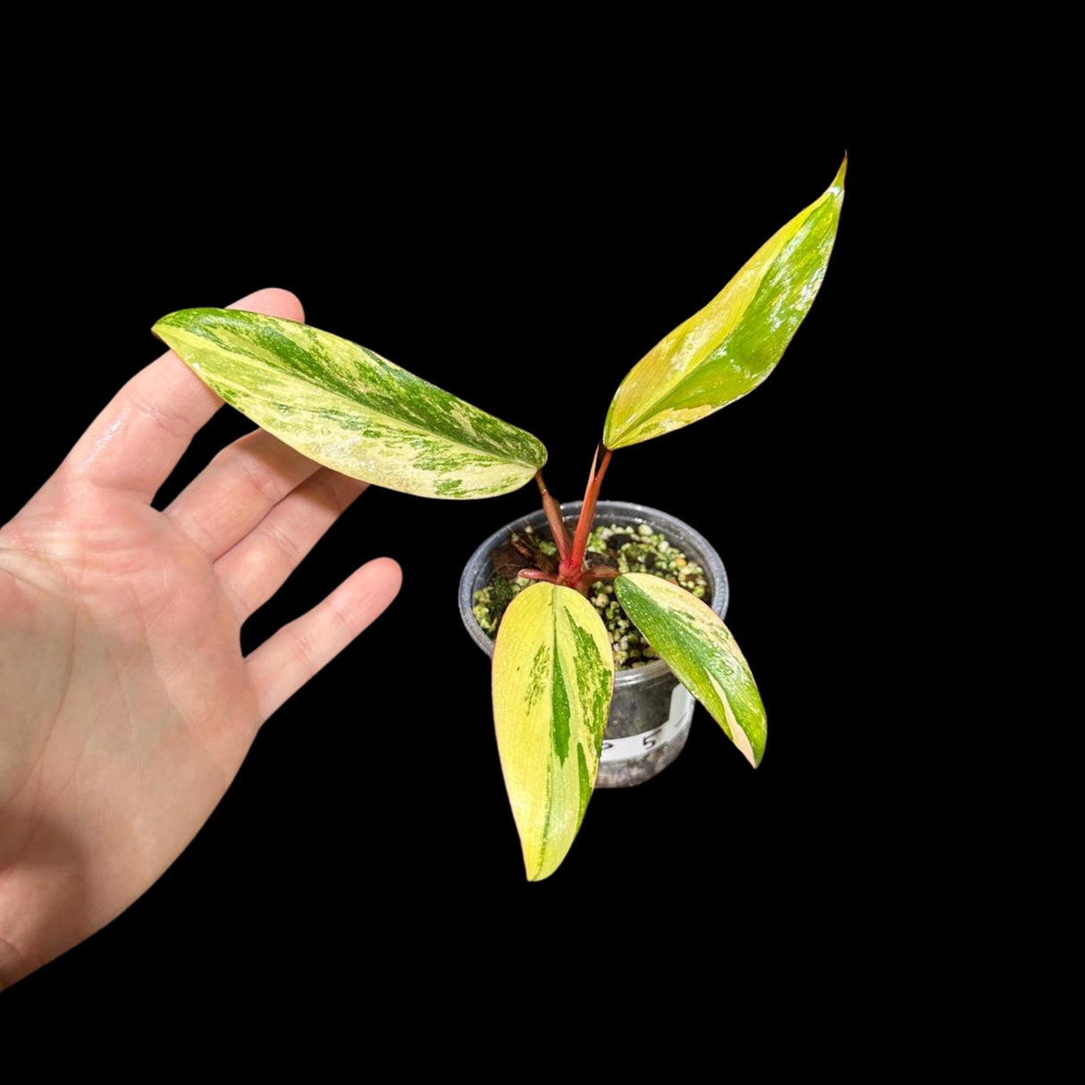 Variegated Philodendron Strawberry Shake in a Nursery Pot - Strawberry Shake RARE Collector plant - SAME Plant as images - US seller