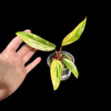 Variegated Philodendron Strawberry Shake in a Nursery Pot - Strawberry Shake RARE Collector plant - SAME Plant as images - US seller