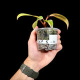 Variegated Philodendron Strawberry Shake in a Nursery Pot - Strawberry Shake RARE Collector plant - SAME Plant as images - US seller