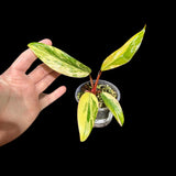 Variegated Philodendron Strawberry Shake in a Nursery Pot - Strawberry Shake RARE Collector plant - SAME Plant as images - US seller