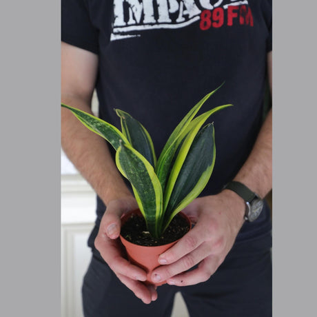 Sansevieria Black Gold Snake Plant in a 3” pot - Mother-in-law's Tongue - Snake’s Tongue - Air Purifier Plant - Live Houseplant - US Seller