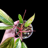 Variegated Philodendron Strawberry Shake in a Nursery Pot - Large Strawberry Shake RARE Collector plant - SAME Plant as images - US seller
