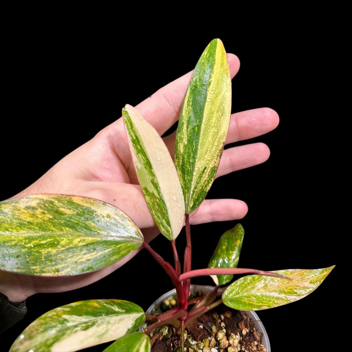 Variegated Philodendron Strawberry Shake in a Nursery Pot - Large Strawberry Shake RARE Collector plant - SAME Plant as images - US seller