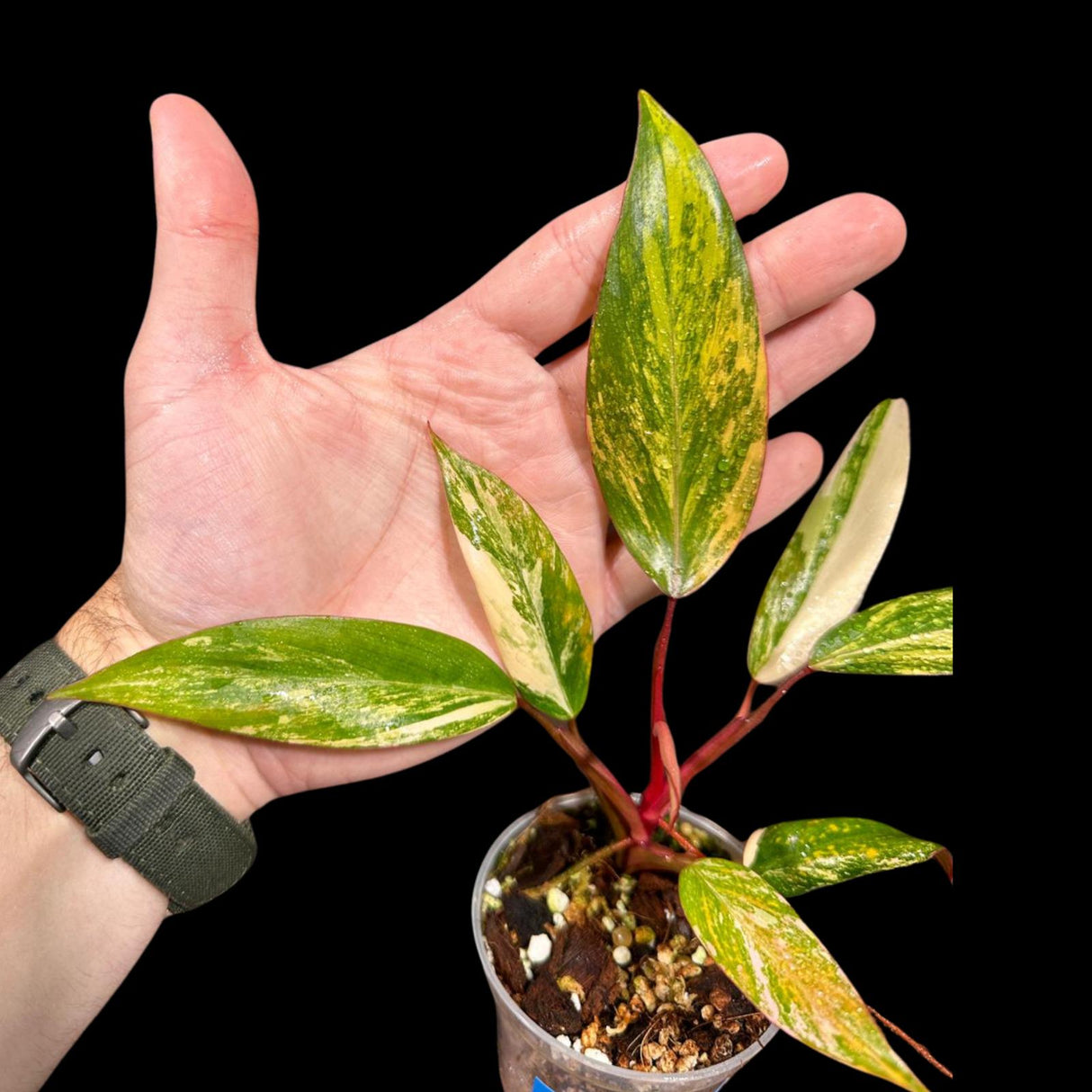Variegated Philodendron Strawberry Shake in a Nursery Pot - Large Strawberry Shake RARE Collector plant - SAME Plant as images - US seller
