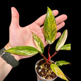 Variegated Philodendron Strawberry Shake in a Nursery Pot - Large Strawberry Shake RARE Collector plant - SAME Plant as images - US seller