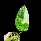 Philodendron Green Congo Hybrid Variegated live plant in a Nursery Pot - Rare Collector Pot - SAME Potted Plant - Hard to Come By -US Seller