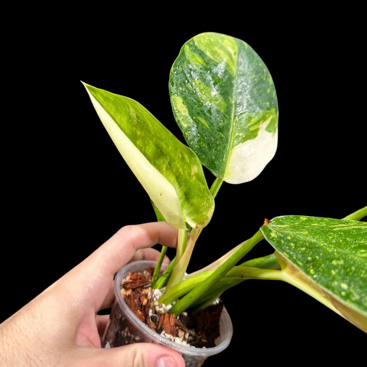 Philodendron Green Congo Hybrid Variegated live plant in a Nursery Pot - Rare Green Congo - SAME Potted Plant - Hard to Come By - US Seller