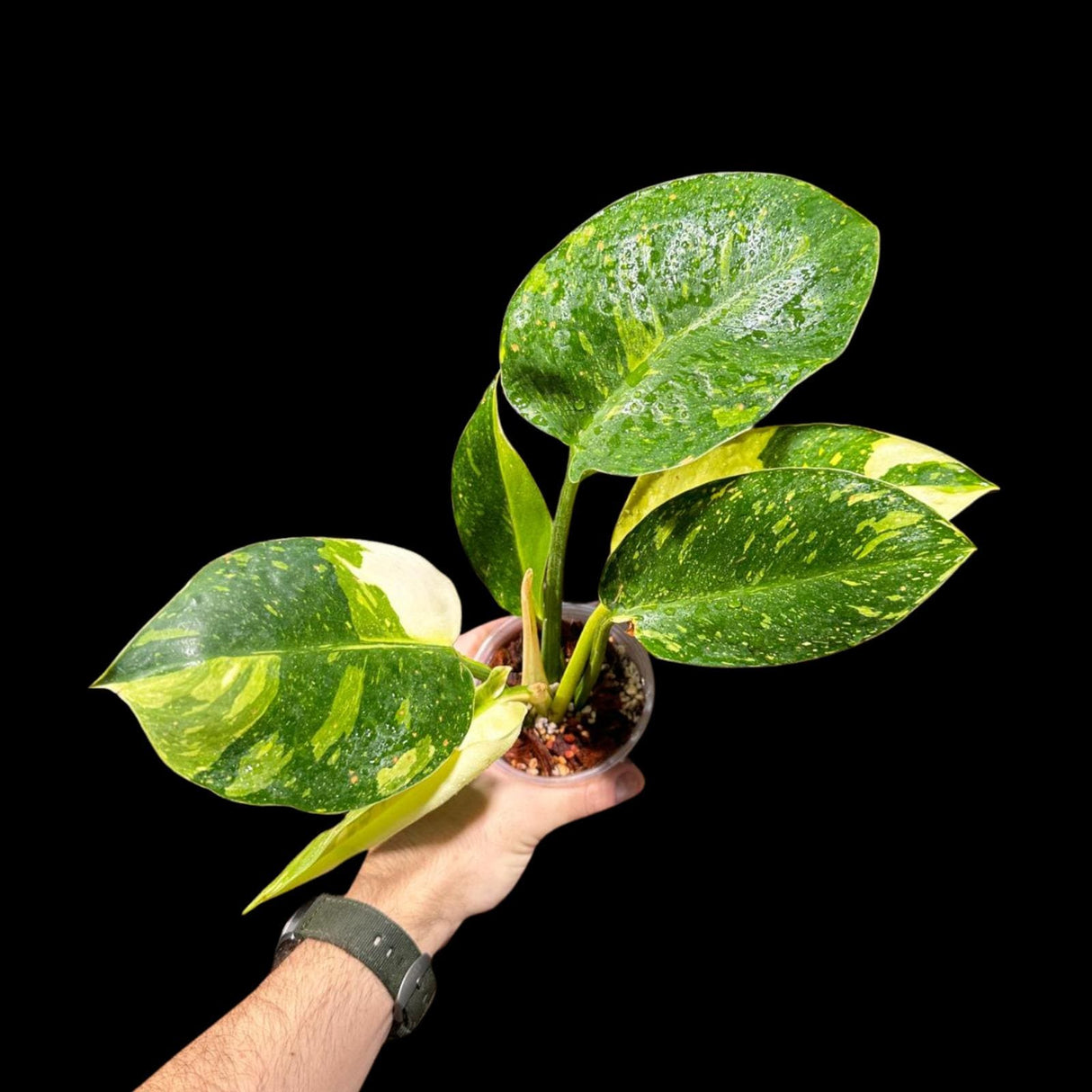 Philodendron Green Congo Hybrid Variegated live plant in a Nursery Pot - Rare Green Congo - SAME Potted Plant - Hard to Come By - US Seller