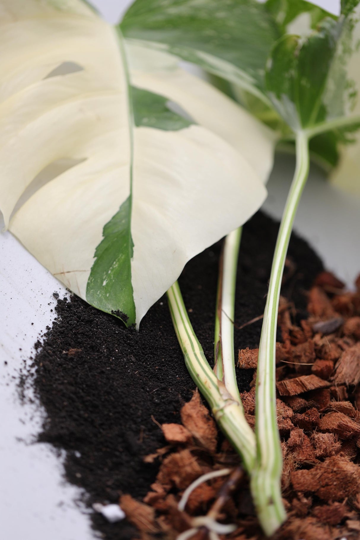 Chunky Potting Soil Mix - Houseplant Soil Mix - Best Indoor Potting Soil - Well Draining Potting Soil for Rare Indoor Plants & Cactus