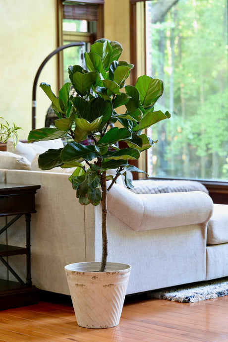 Fiddle Fig Tree Live Houseplant | Large Fixus Lyrata Fig Tree for indoor | 4.5 Feet Indoor Tree in 10” Nursery Pot