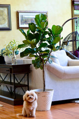 Fiddle Fig Tree Live Houseplant