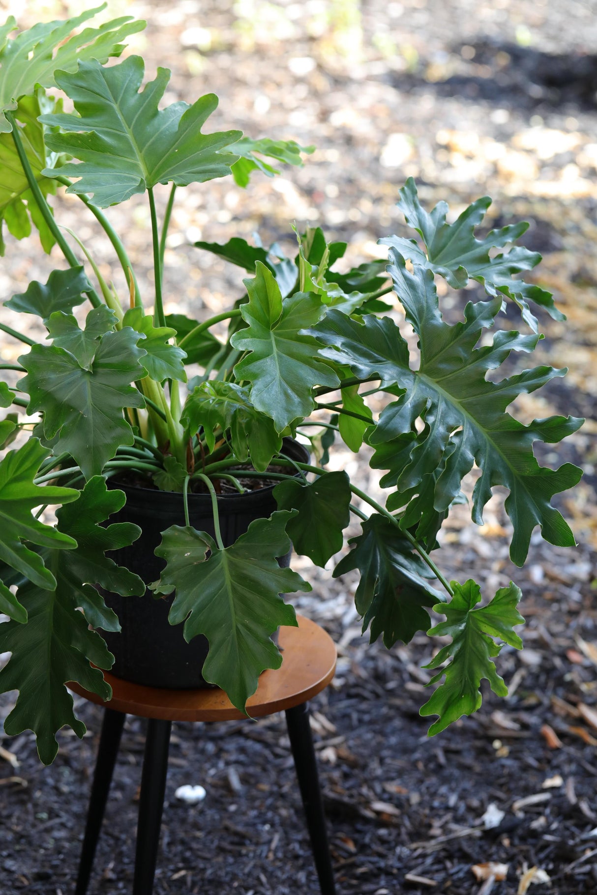 Philodendron Selloum in a 10” Pot - Indoor Easy-Care Houseplant - Philodendron Houseplant - Philodendron Indoor Low Light Plant - US Seller