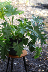 Philodendron Selloum in a 10” Pot - Indoor Easy-Care Houseplant - Philodendron Houseplant - Philodendron Indoor Low Light Plant - US Seller